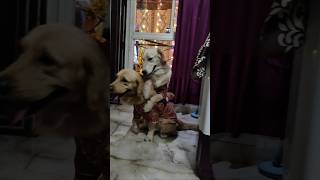 Dost ka pyar doglover goldenretriever viralvideo viralreels [upl. by Ennaitak]