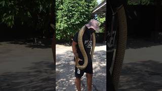 King Cobra grooming and cleaning time shortsfeed kingcobra foodchain [upl. by Aekerly662]