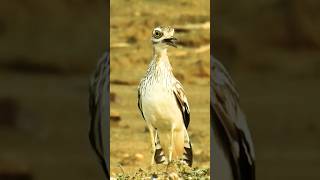 Bird Call  Indian Stone Curlew [upl. by Howzell424]