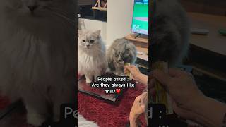 People think vs Reality😹 cat catlover cats [upl. by Leoj188]