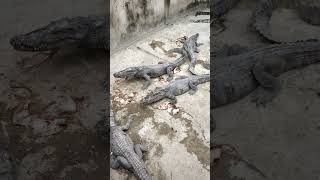 Alligators  Crocodile Eating Food In Water short 2 [upl. by Quinta]