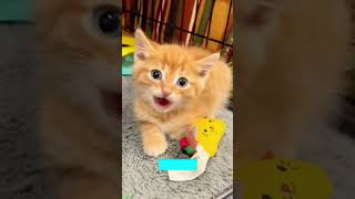 🐱 Funny Cats 2024😆  Funniest Cats and Dogs Video🐕🐈 FunnyCats Ep 6797 [upl. by Kolivas]