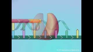 Mechanisms of Action of Nucleoside Reverse Transcriptase Inhibitors NRTIs [upl. by Godspeed]