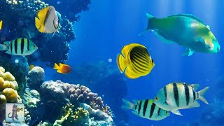 2 Hours of Beautiful Coral Reef Fish Relaxing Ocean Fish amp Stunning Aquarium Relax Music [upl. by Pia]