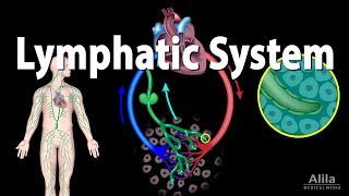 The Lymphatic System Overview Animation [upl. by Summers]