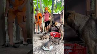 Share milo milk with mother and puppy 🐕🐼cute satisfying 💕❤️ [upl. by Nomi]