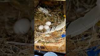 Love Birds Breeding Progress 🥚🤩  Season ka best breeding Progress birds trending parrot [upl. by Ohs382]