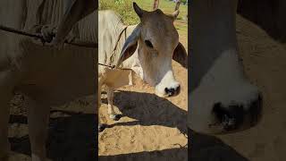 treatment in tha cattle lumpy jawActinomycosis of cow veterinary youtube kishan lumpy cow [upl. by Mildred]