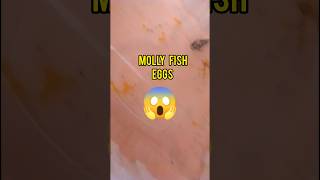 😱Molly fish ny bacche ke jaga eggs de diye molly fish breeding  can molly fish give eggs  guppy [upl. by Howenstein]