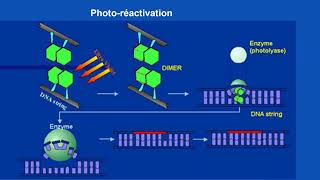 La réparation de lADN  ADN amp Lésions amp dommages [upl. by Stanford542]