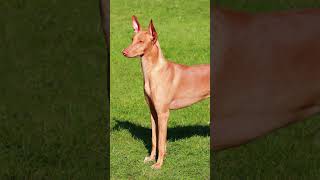 Discovering the Pharaoh Hound A short three fact video of the Pharaoh Hound Dog Dogs Dogfacts [upl. by Odraboel]