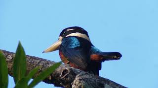 Rufousbellied Kookaburra Dacelo gaudichaud [upl. by Fulviah274]