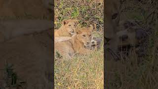 Lion cubs chew on sticks [upl. by Ruthven414]