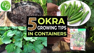 Top 5 Okra Growing Tips  How to grow okra in containers and get LOTS of Okra  Baby Bubba Okra [upl. by Tannenbaum]