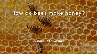 How do bees make honey [upl. by Kreda]