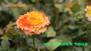 Roses in my gardenRoses garden tour Rose reviews David Austin Harkness Kordes Tantau Poulsen [upl. by Aay]