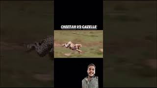 Cheetah vs Gazelle trending cheetah gazelle animals funny funnyshorts funnyvideo viralvideo [upl. by Anita334]