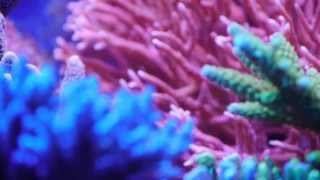 Best of 500l Riffaquarium  Reeftank [upl. by Nodnrb]