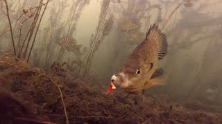 Ice Fishing Bass And Panfish  UNDERWATER FOOTAGE [upl. by Hesta]