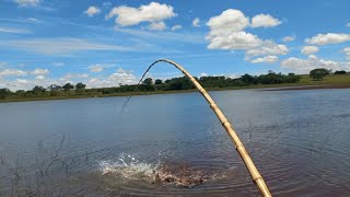 Gigantes do Rio grande estralando o bambu isca viva no bambu é loucura cidade Mira Estrela [upl. by Smukler]