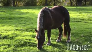 Troupeau de Chevaux de trait Breton Ref  121015M217mp4 [upl. by Ademordna]