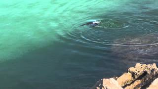 Razorbill Swimming Underwater [upl. by Eronel]