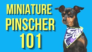 Miniature Pinscher – Dogs 101 [upl. by Prinz]