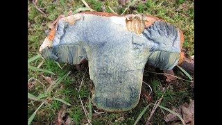 Identifying the Scarletina Bolete Dotted Stemmed Bolete Neoboletus praestigiator [upl. by Saleme]