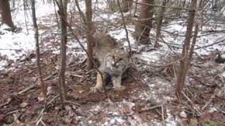 Trailcam Bobcat [upl. by Angelico]