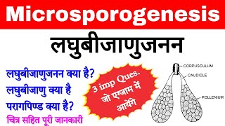 लघुबीजाणुजनन  microsporogenesis in hindi  laghu bijanu Janan  microsporogenesis biology ScienceSK [upl. by Brook]