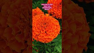 Marigold flowers🪴 music song love marigold farming plants morningvibes happiness positivity [upl. by Berns]