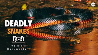 Deadly Snakes  Australia हिन्दी डॉक्यूमेंट्री  Wildlife documentary in Hindi [upl. by Irma]