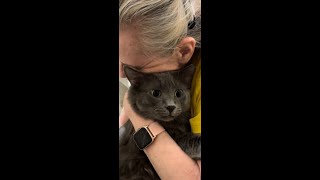 Cujo Almost Too Much catpetting russianblue Cats Can Get Over Stimulated Learn Your Cats Limits [upl. by Yelsnit143]