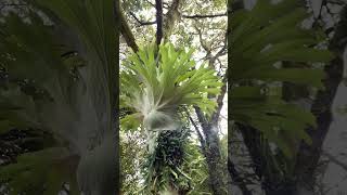 Staghorn Ferns and Pyrrosia Ferns on a Macadamia Nut Tree [upl. by Novy]