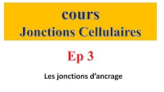 cours jonctions cellulaires Ep3  Les jonctions d’ancrage [upl. by Ebba]