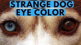 What are the Strangest Dog Eye Colors  ROCADOG QNA 2 [upl. by Enaud809]