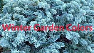 Winter Conifer Garden  Make Your Landscape POP conifergarden japanesemaple wintergarden [upl. by Salomon]