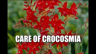 Interesting things about Crocosmia amp Diagnosing Problems [upl. by Nazario]