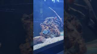 zebra cichlid tilapia cichlid africancichlids aquarium [upl. by Jezabella]