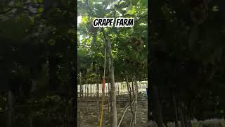 Grape Farm La Union travel grape grapetree grapefarm launion elyu [upl. by Berghoff]