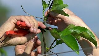 2° PODA DO MARACUJÁ TENHA MAIS FRUTO COM ESSA DICA [upl. by Esinrahs244]