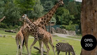 EXPLORING OPEL ZOO IN FRANKFURT GERMANY QUALITY TIME WITH DIVYAM [upl. by Annaigroeg399]