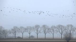 Niederrhein Wildgänse  Impressionen von den arktischen Wildvögeln [upl. by Mackenie]