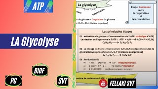 la GLYCOLYSE ATPBIOF [upl. by Nancie]