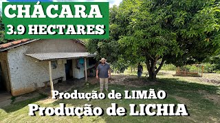 39 HECTARES COM PRODUÇÃO DE LICHIA E LIMÃO  CASA E NASCENTE DE ÁGUA R310mil [upl. by Daffy]