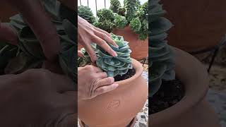 Echeveria imbricata or blue rose echeveria caring tips [upl. by Iclek]