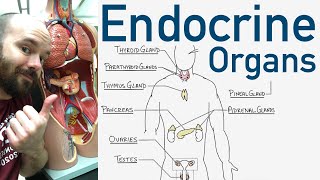 Endocrine Organs  BEST Way to Learn All the Endocrine Organs and What They Do [upl. by Sabra54]