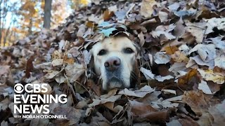 Maine familys dogs spread autumn joy by jumping in leaf piles [upl. by Anij]