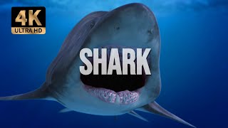 Shark 4K  Shark With Dark Music Underwater Motivation sound [upl. by Davena]