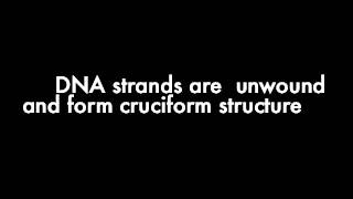 Cruciform DNA structure [upl. by Yejus]